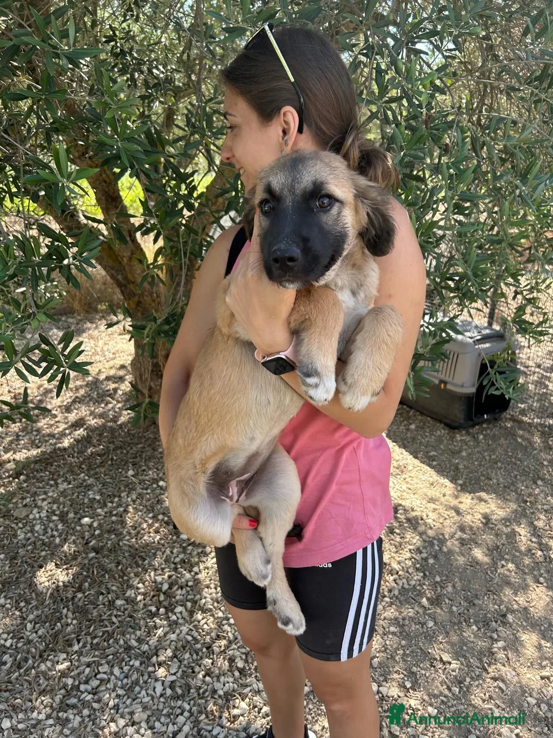 Meticcio cani in regalo: FURIETTA E FURIA, - Annuncio 2