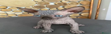 Grigietta 