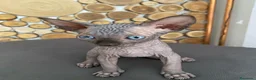 Sphynx gatti in vendita: Cuccioli Sphynks  - Annuncio 17