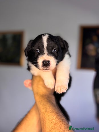 Border Collie cani - Annuncio 4