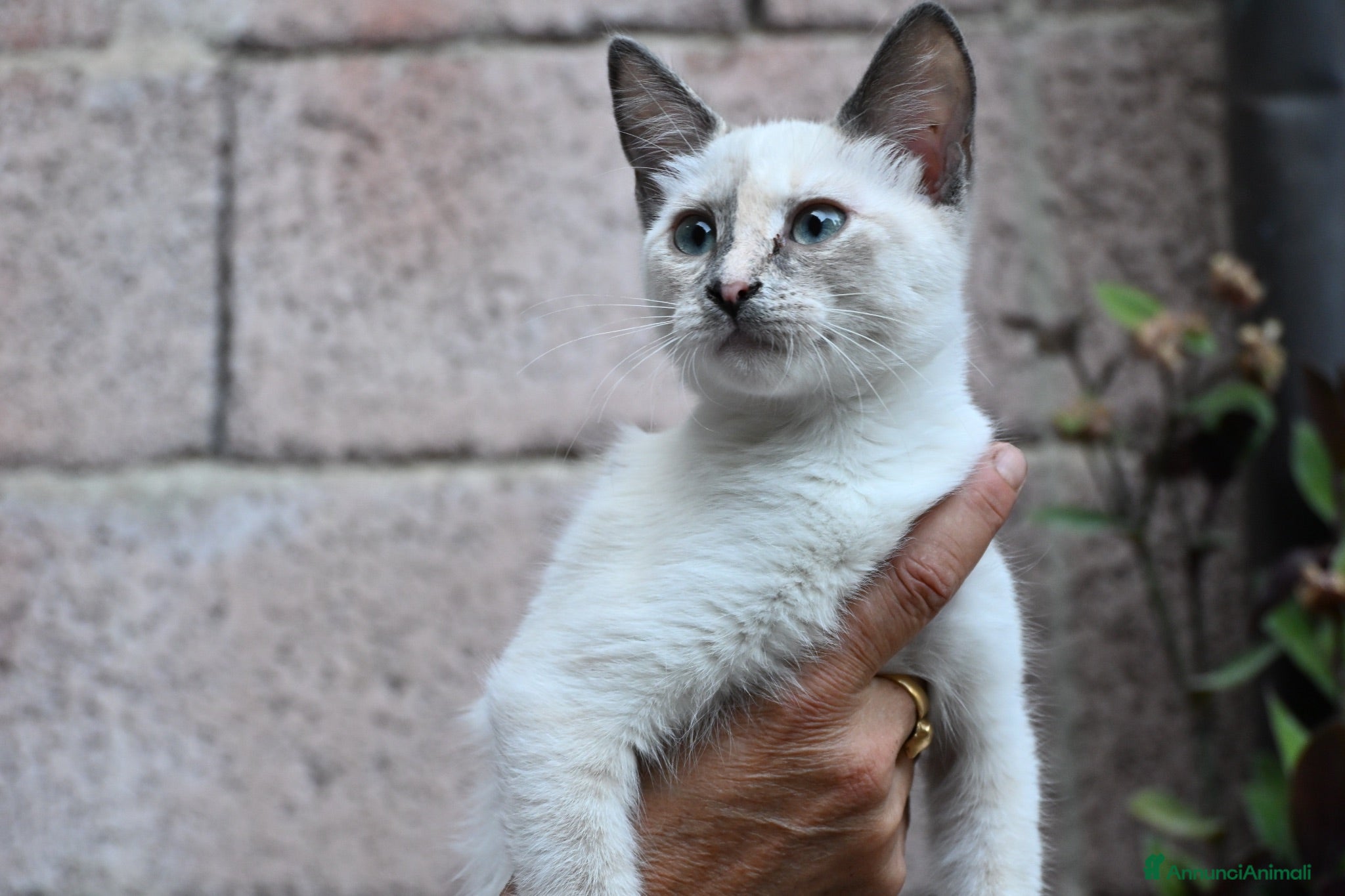 Siamese gatti Gatto Siamese- cucciola Blue Tortie Point Tabby - Annuncio 4