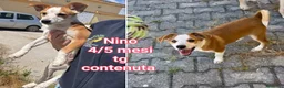 Meticcio cani in regalo: ADOTTA UN CUCCIOLO! a Provincia di Reggio Emilia - Annuncio 6