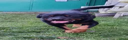 Rottweiler cani in regalo: Ares: 7 anni, Rottweiler equilibrato, socievole  a Città Metropolitana di Genova - Annuncio 3
