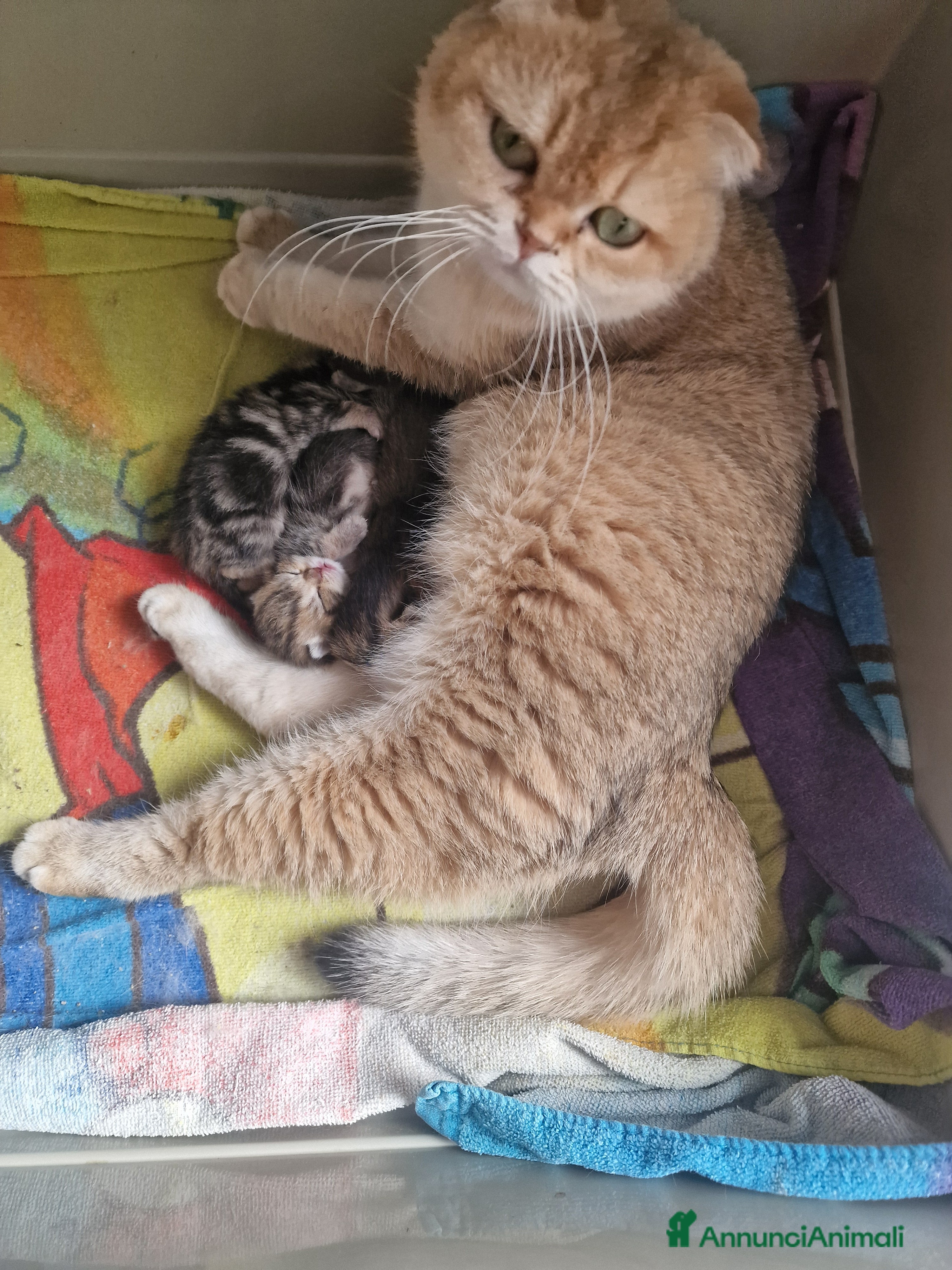 Scottish gatti Cuccioli scottish  - Annuncio 1