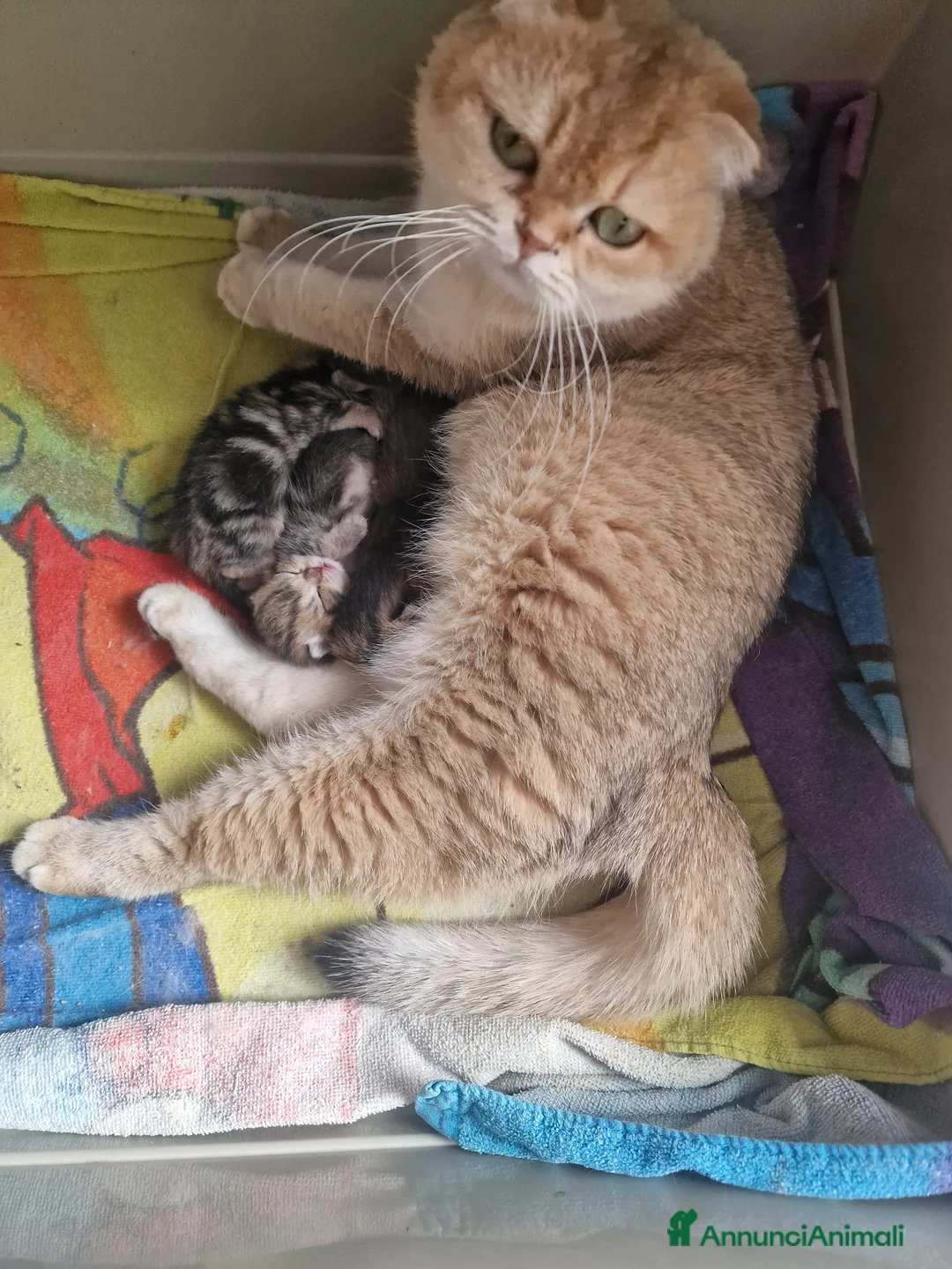 Scottish gatti in vendita: Cuccioli scottish  - Annuncio 1