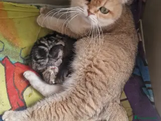 Scottish gatti Cuccioli scottish - Annuncio 1