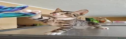 Meticcio gatti in regalo: GATTINI TIGRATI - Annuncio 4