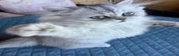 Persiano gatti in vendita: Persiano chinchilla  - Annuncio 2