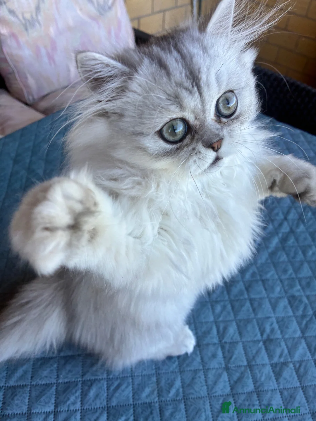 Persiano gatti in vendita: Persiano chinchilla  - Annuncio 2