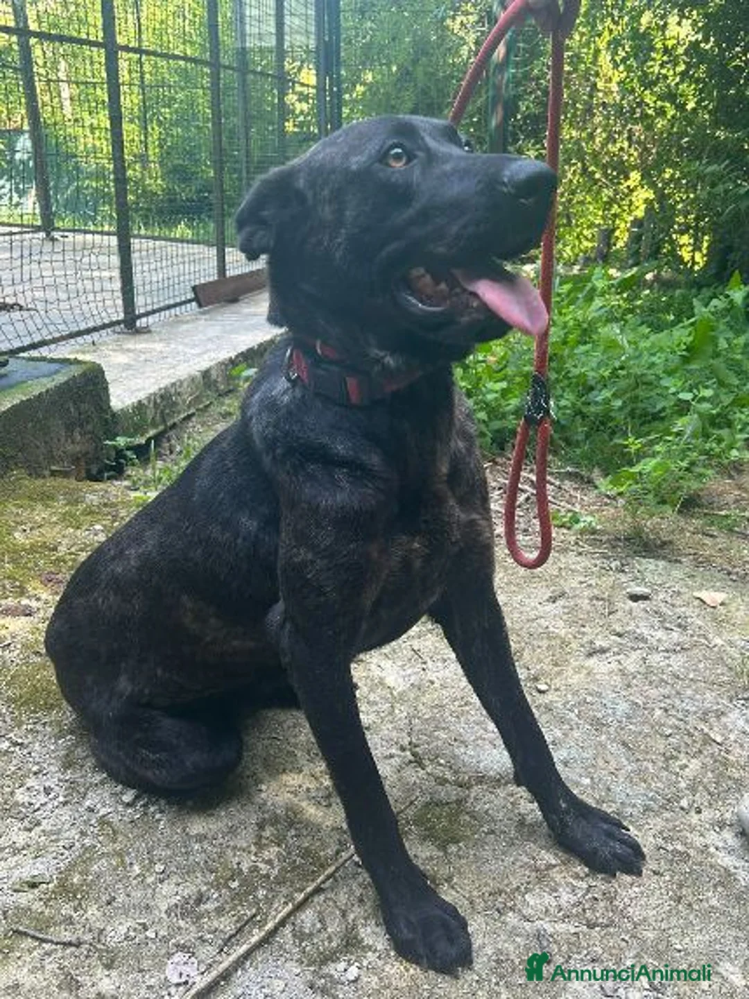 Meticcio cani in regalo: ORSA giovane socievole tg grande a Provincia di Verona - Annuncio 4