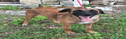 Meticcio cani in regalo: Maila 3 anni Taglia media contenuta  - Annuncio 6