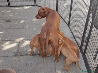 American Bully cani Cuccioli American pit bull terrier - Annuncio 1