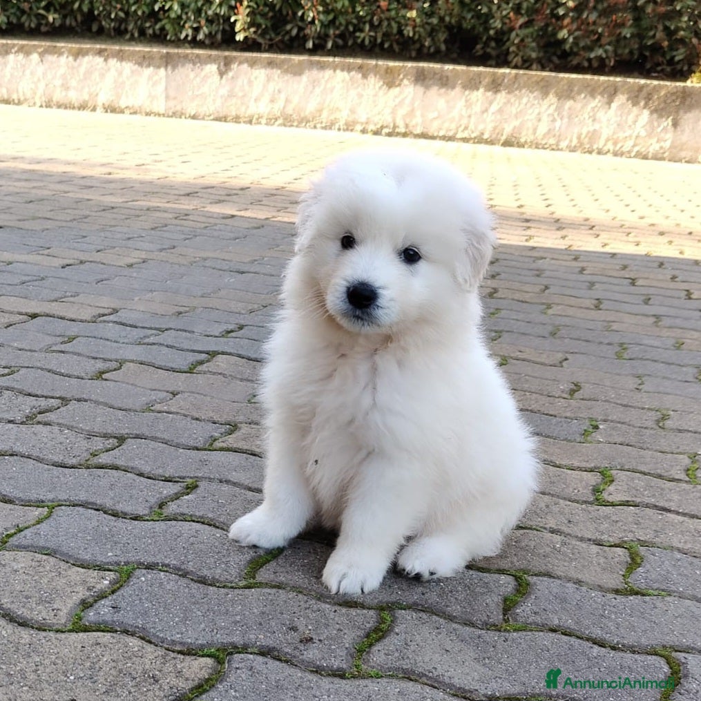 Meticcio cani UNA MAMMA PER MENNIE - Annuncio 7