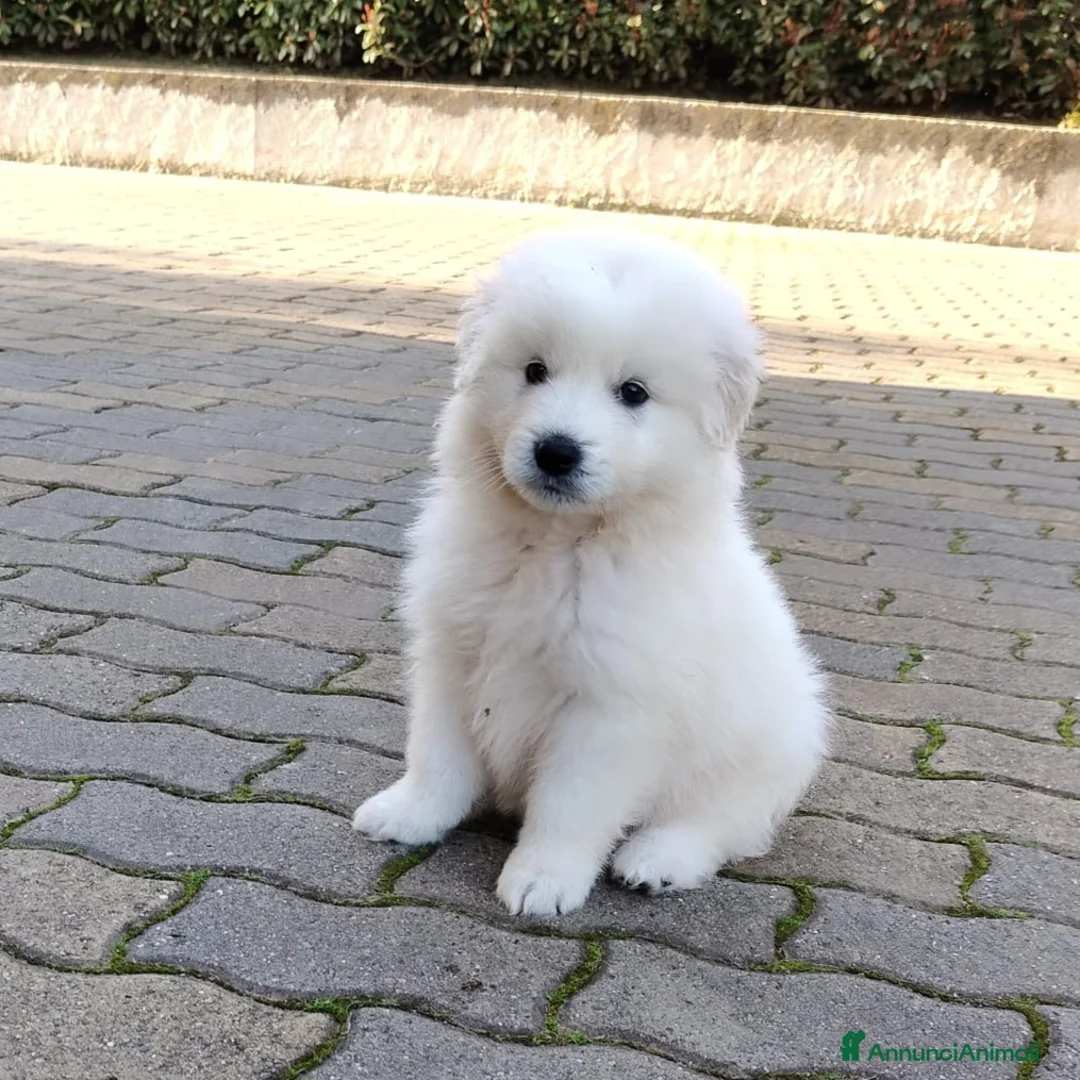 Meticcio cani in regalo: UNA MAMMA PER MENNIE a Provincia di Varese - Annuncio 1