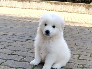 Meticcio cani UNA MAMMA PER MENNIE - Annuncio 7