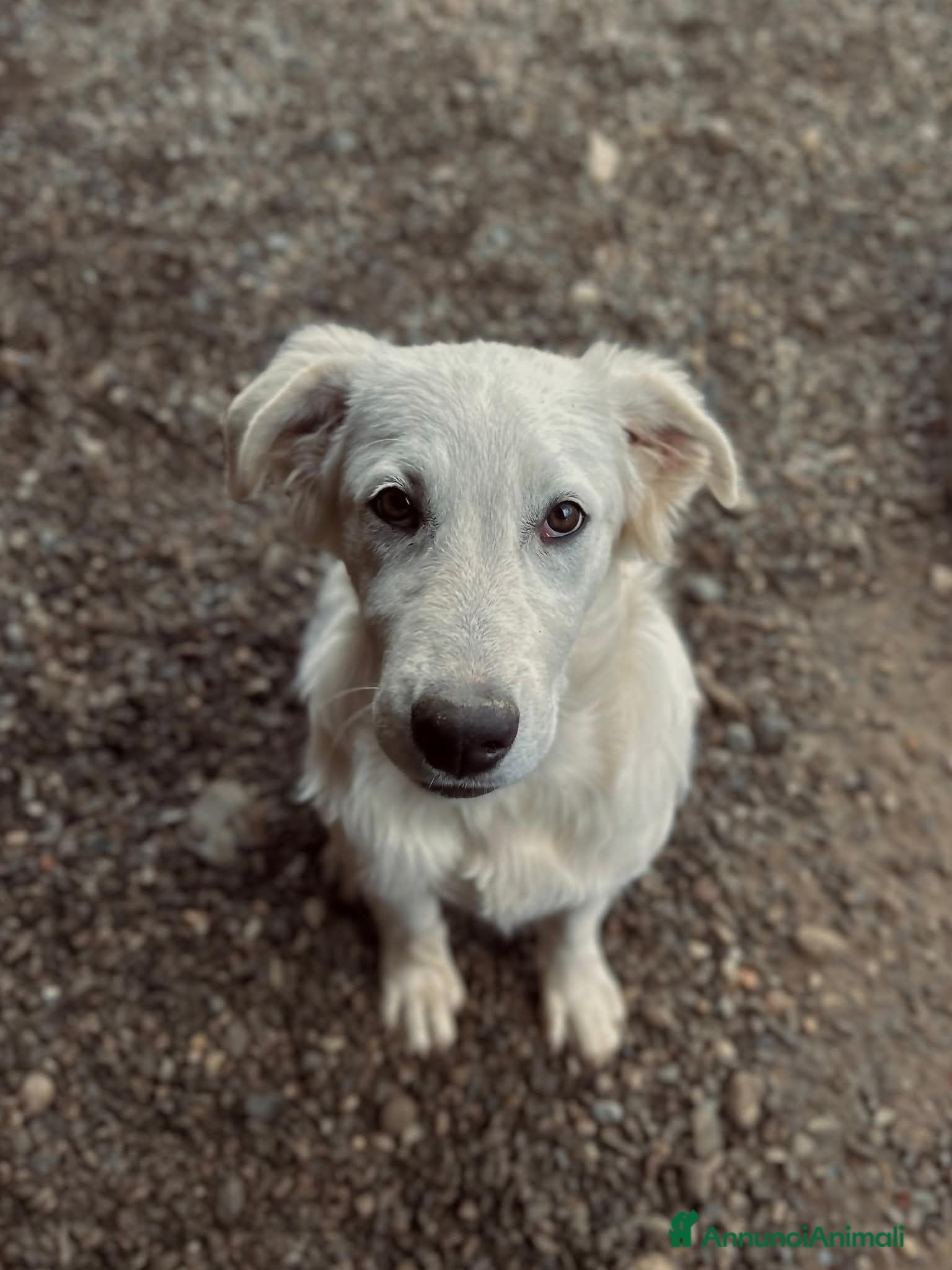 Meticcio cani Jason - Annuncio 32