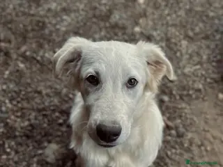 Meticcio cani Jason - Annuncio 32