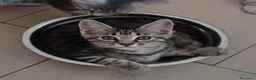 Maine Coon gatti in vendita: Cucciole di maine coon simil a Provincia di Biella - Annuncio 4