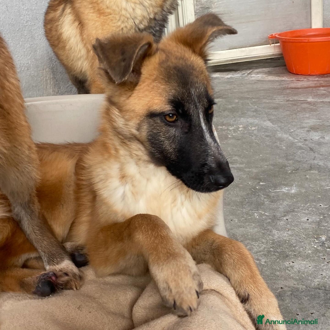 Meticcio cani in regalo: DIVA 5 mesi e mezzo incrocio pastore belga  - Annuncio 4