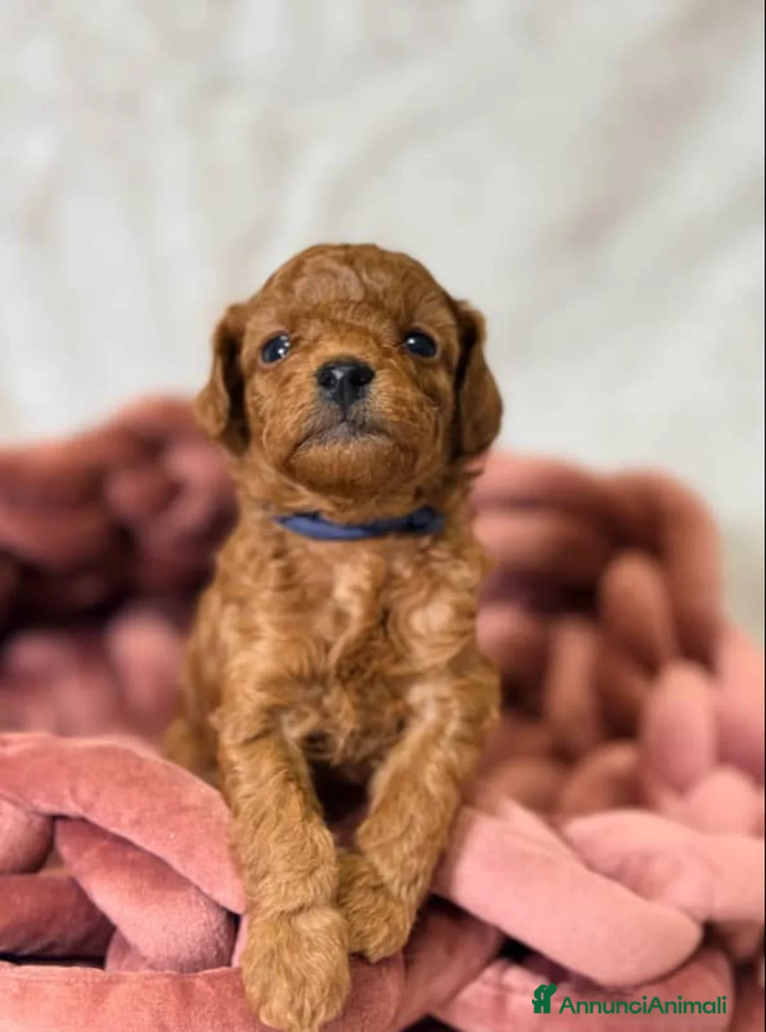 Barboncino Toy cani in vendita: Cuccioli di barboncino Toy rosso asiatico Toy barb - Annuncio 13