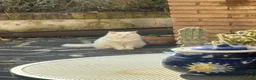 Angora turco gatti per accoppiamento: Angora Turco - Annuncio 3
