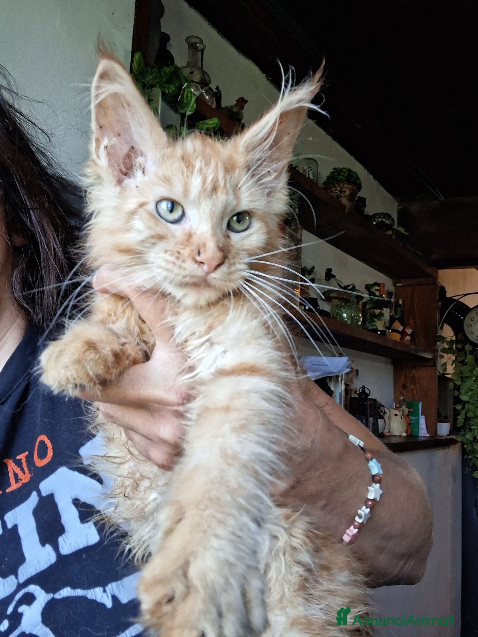 Maine Coon gatti Maine coon gattini - Annuncio 1