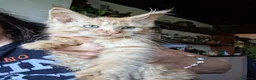 Maine Coon gatti in vendita: Maine coon gattini - Annuncio 1