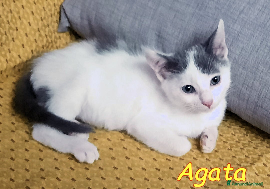 Europeo gatti in regalo: MIELE E AGATA DOLCISSIMI GATTINI - Annuncio 4