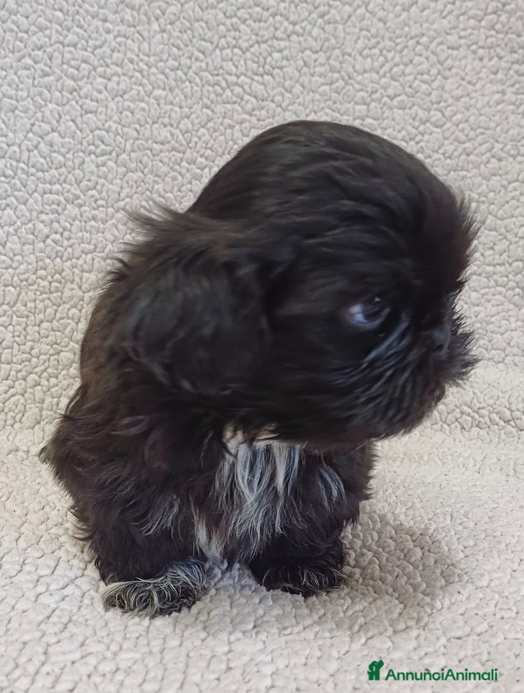 Shih Tzu cani in vendita: Cucciolo shih-tzu shitzu shihtzu  - Annuncio 3