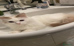 Ragdoll gatti per accoppiamento: Gatto Ragdoll in cerca di una Gatta a Città metropolitana di Milano - Immagine 7