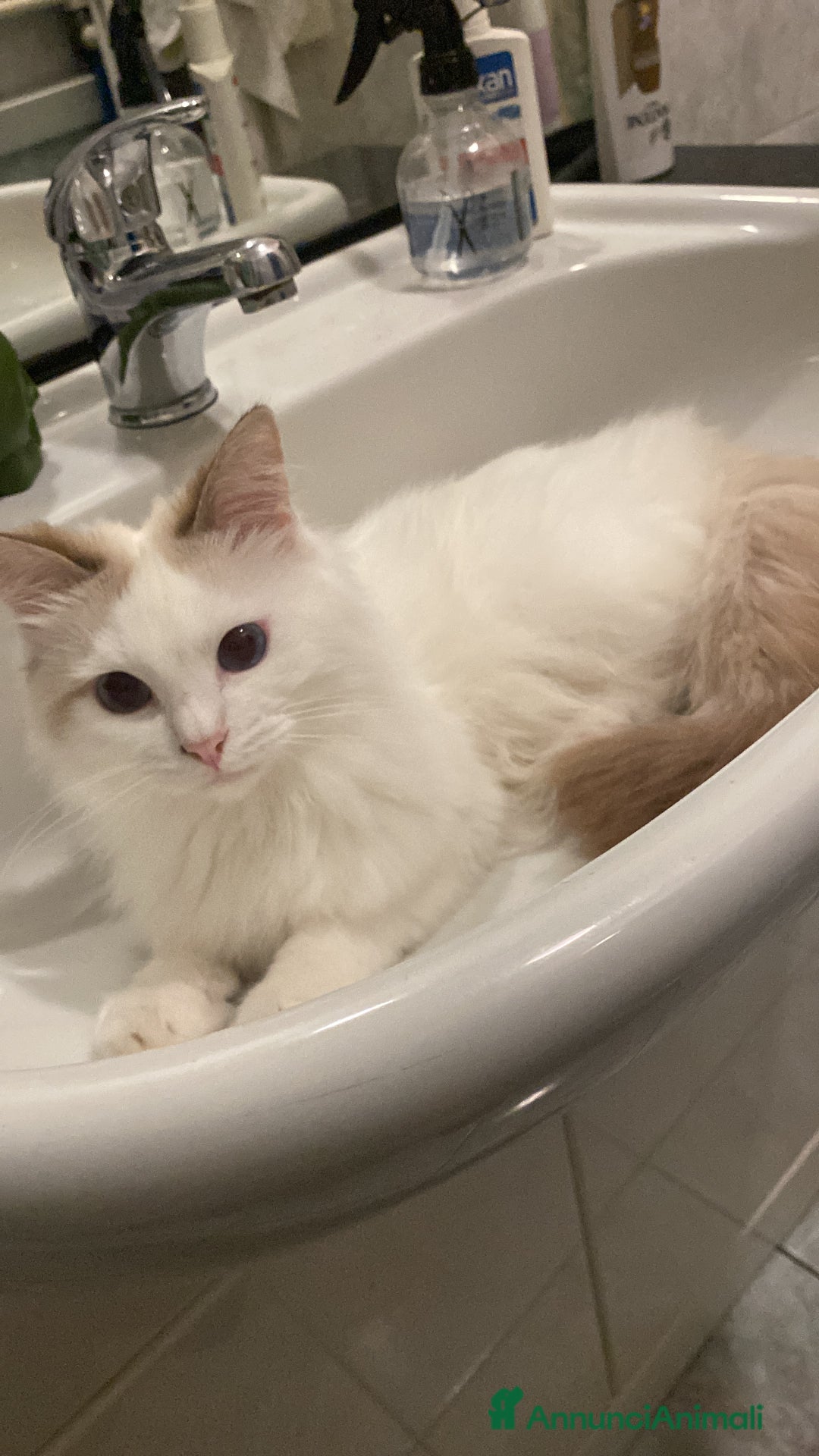 Ragdoll gatti per accoppiamento: Gatto Ragdoll in cerca di una Gatta a Città metropolitana di Milano - Immagine 7
