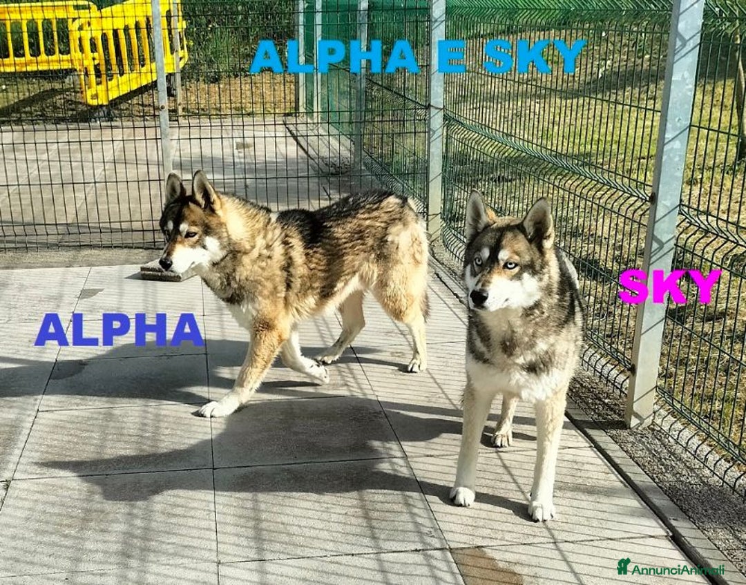 Husky cani in regalo: SKY e ALPHA meravigliosi Husky - Annuncio 1