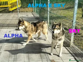 Husky cani SKY e ALPHA meravigliosi Husky - Annuncio 1