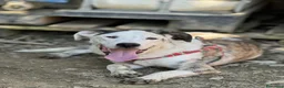 Meticcio cani in regalo: ALFA, mix PITBULL super coccolone!! - Annuncio 6