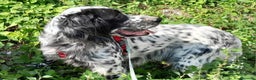 Setter Inglese cani in regalo: UNA FAMIGLIA PER PERLA  - Annuncio 2