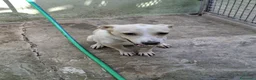 Meticcio cani in regalo: Leo dolcissimo cagnolino taglia piccola  a Provincia di Caserta - Annuncio 3
