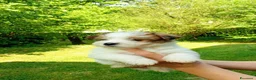Jack Russell cani in vendita: Jack Russell a pelo ruvido - Annuncio 3
