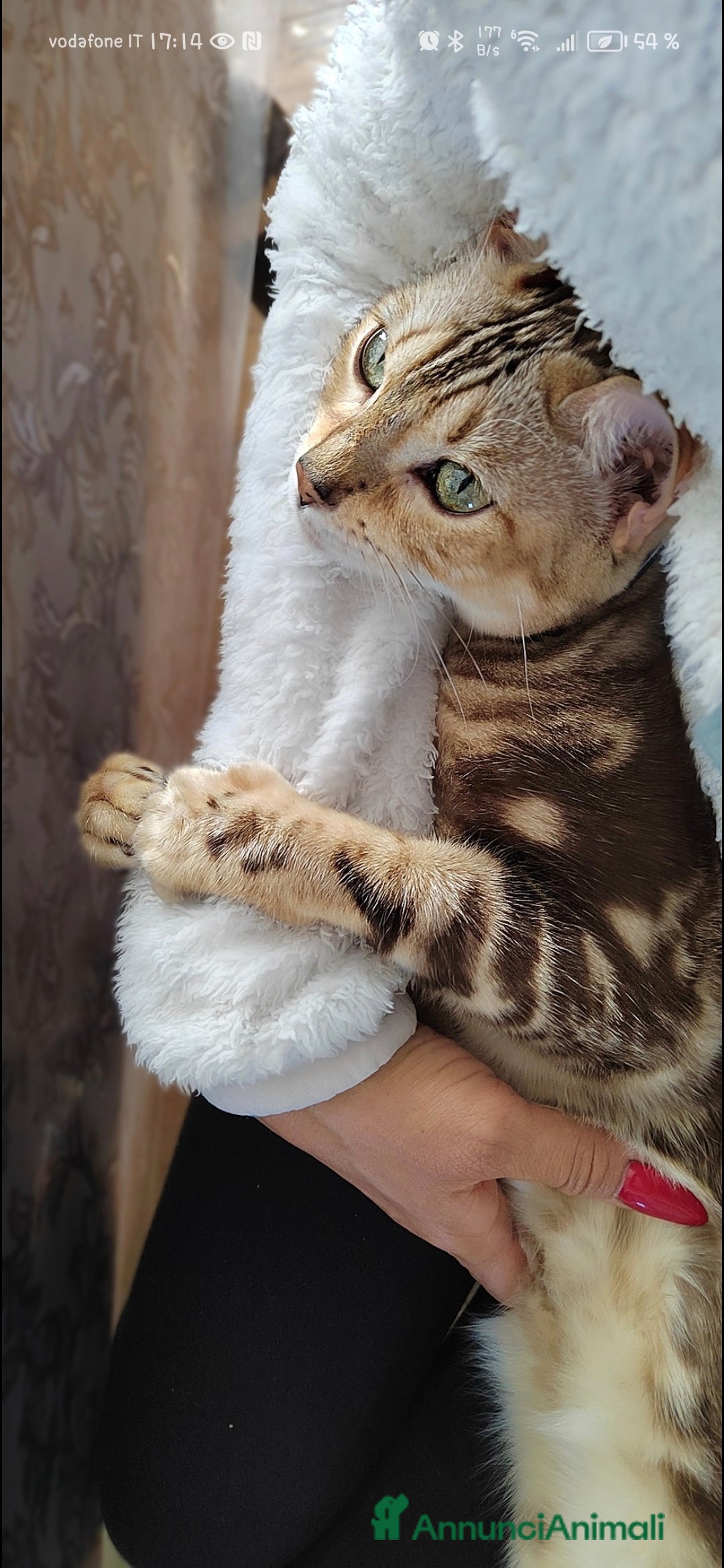 Bengala gatti Gatta bengala Flor - Annuncio 2