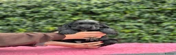 Cocker cani in vendita: Cocker spaniel inglese  - Annuncio 2