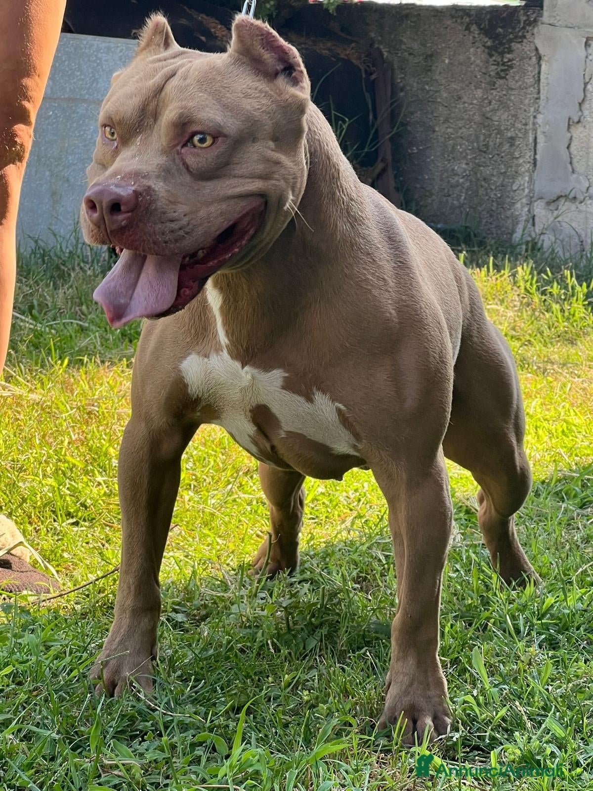 Pitbull cani Ultime femmine Pitbull ukc  - Annuncio 2