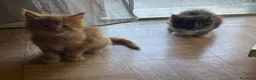 Maine Coon gatti in vendita: Cuccioli Maine Coon - Annuncio 6