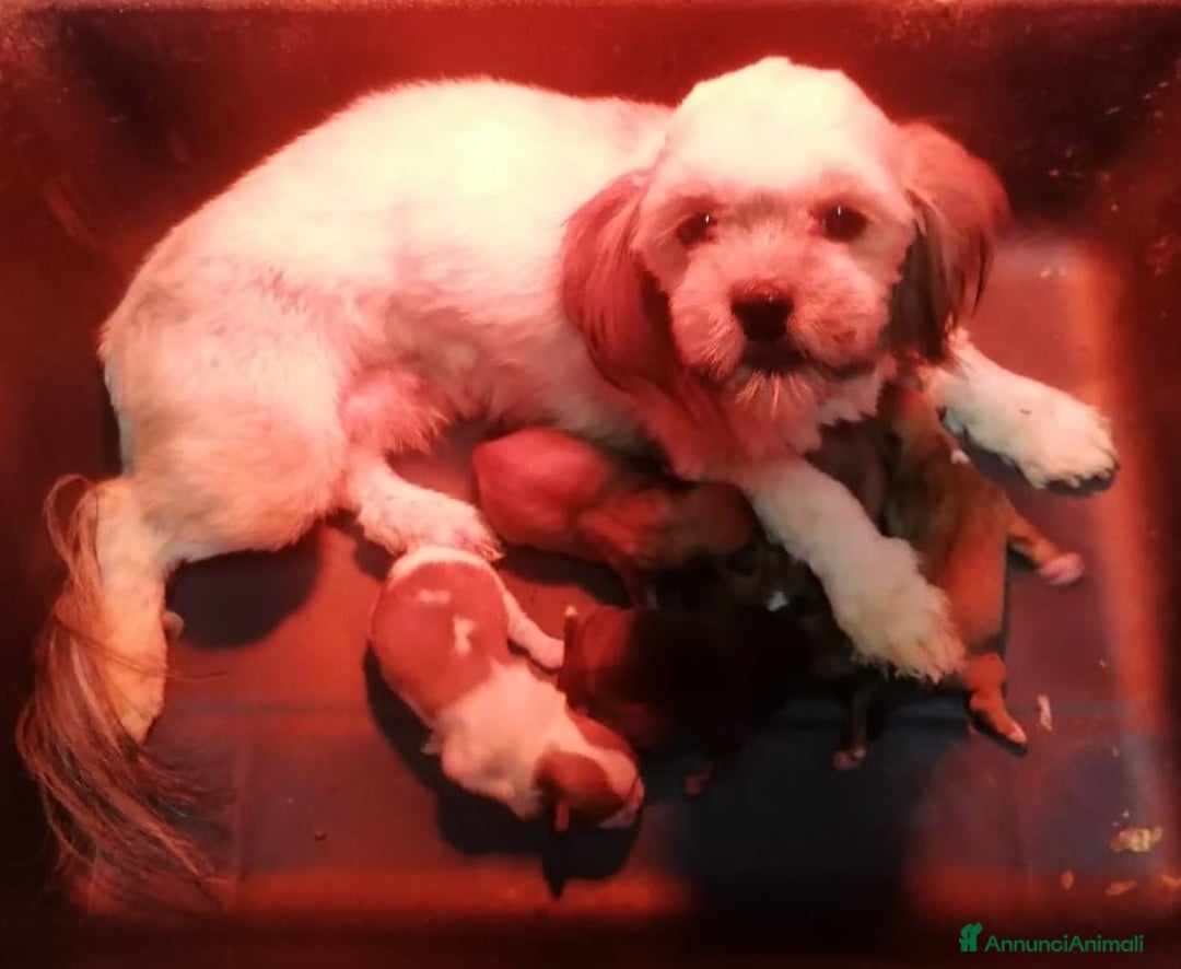 Meticcio cani in vendita: Shorkie cuccioli - Yorkshire e Shih Tzu a Province of Rovigo - Immagine 13