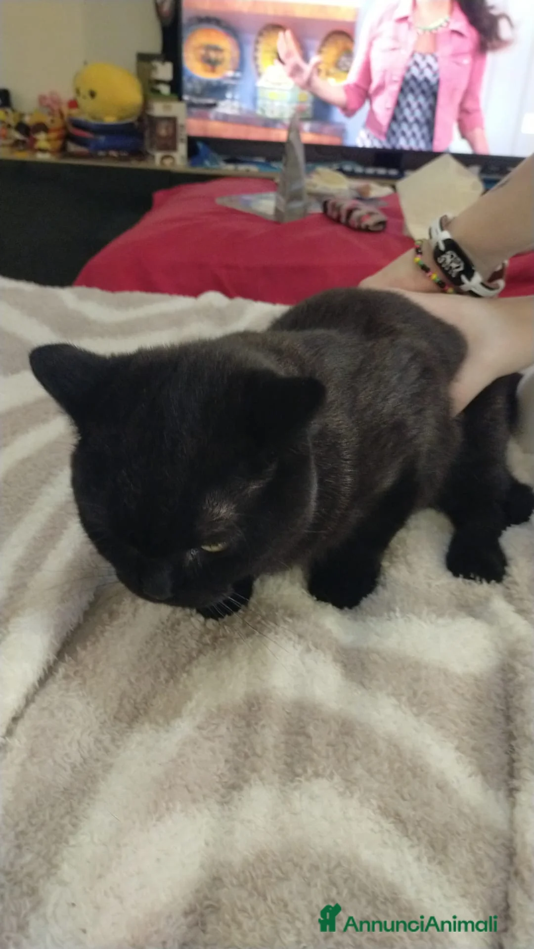 British gatti in vendita: Birillo British Chocolate (priorità accoppiamento) - Annuncio 6