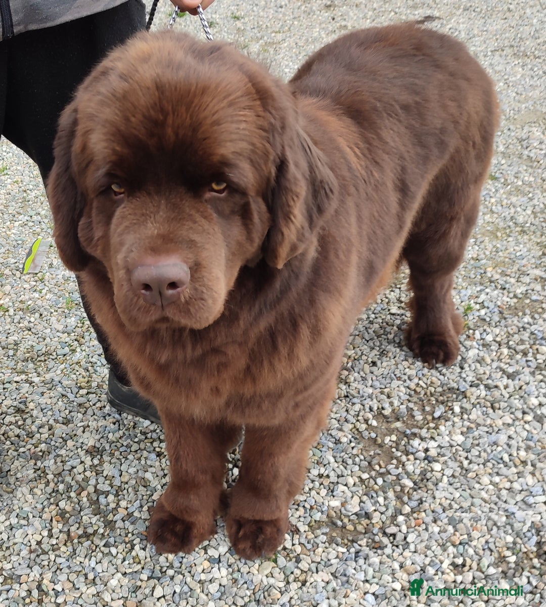 Terranova cani in vendita: Cuccioli di Terranova neri e brown - Annuncio 11