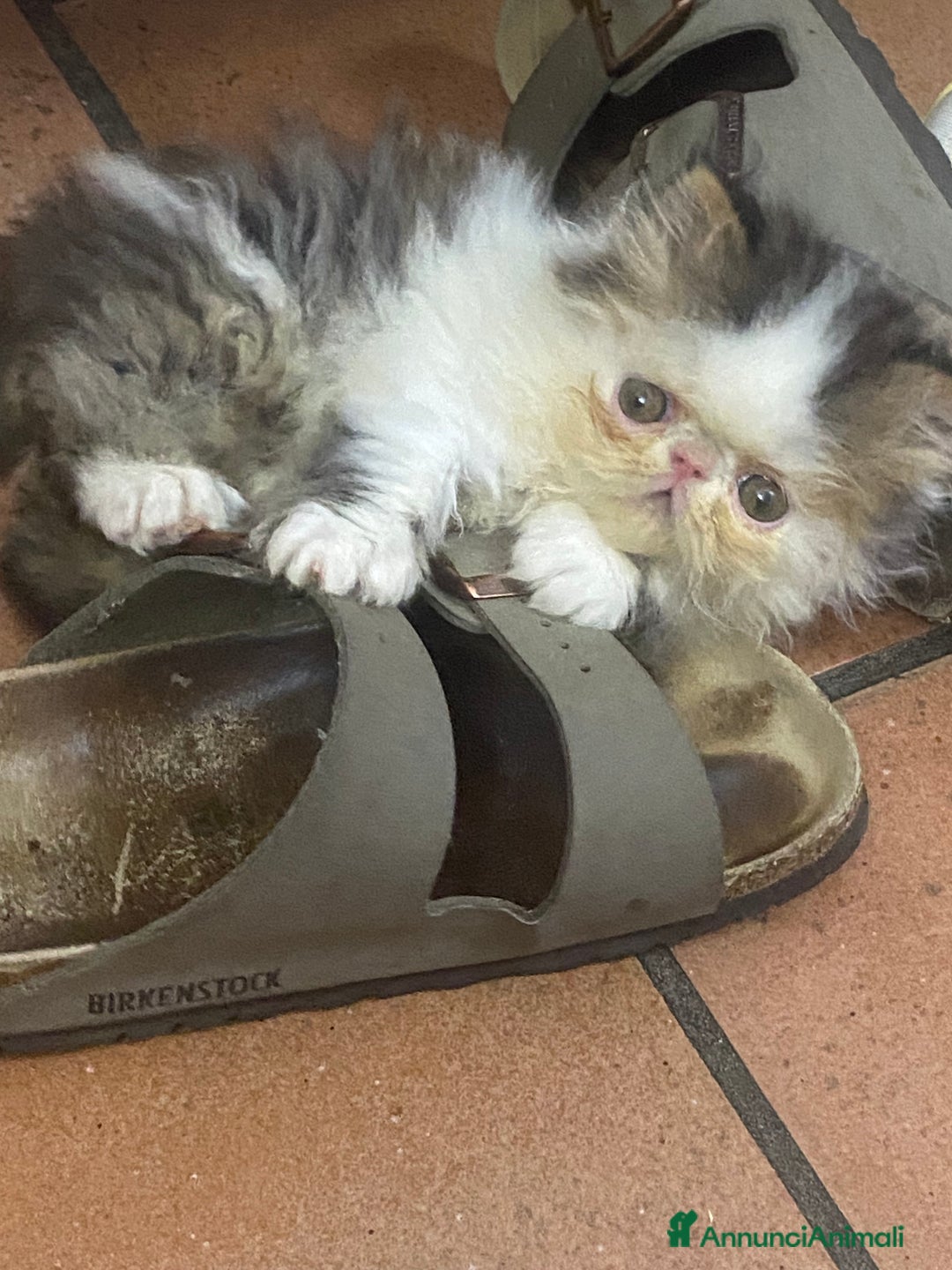 Persiano gatti in vendita: Gattini persiani ipertipi  - Annuncio 6