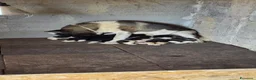 Akita Americano cani in vendita: Cuccioli Akita Americano  - Annuncio 24
