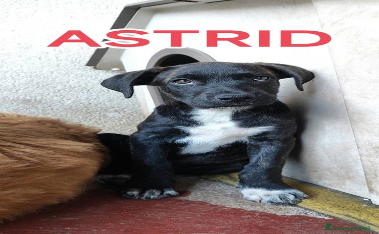 Cane Corso cani a Città metropolitana di Milano - Annuncio 11