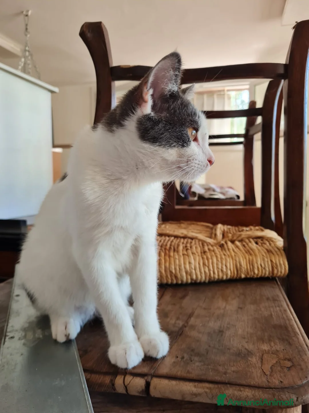 Europeo gatti in regalo: Gattino maschio 4 mesi buonissimo  a Provincia di Reggio Emilia - Annuncio 3