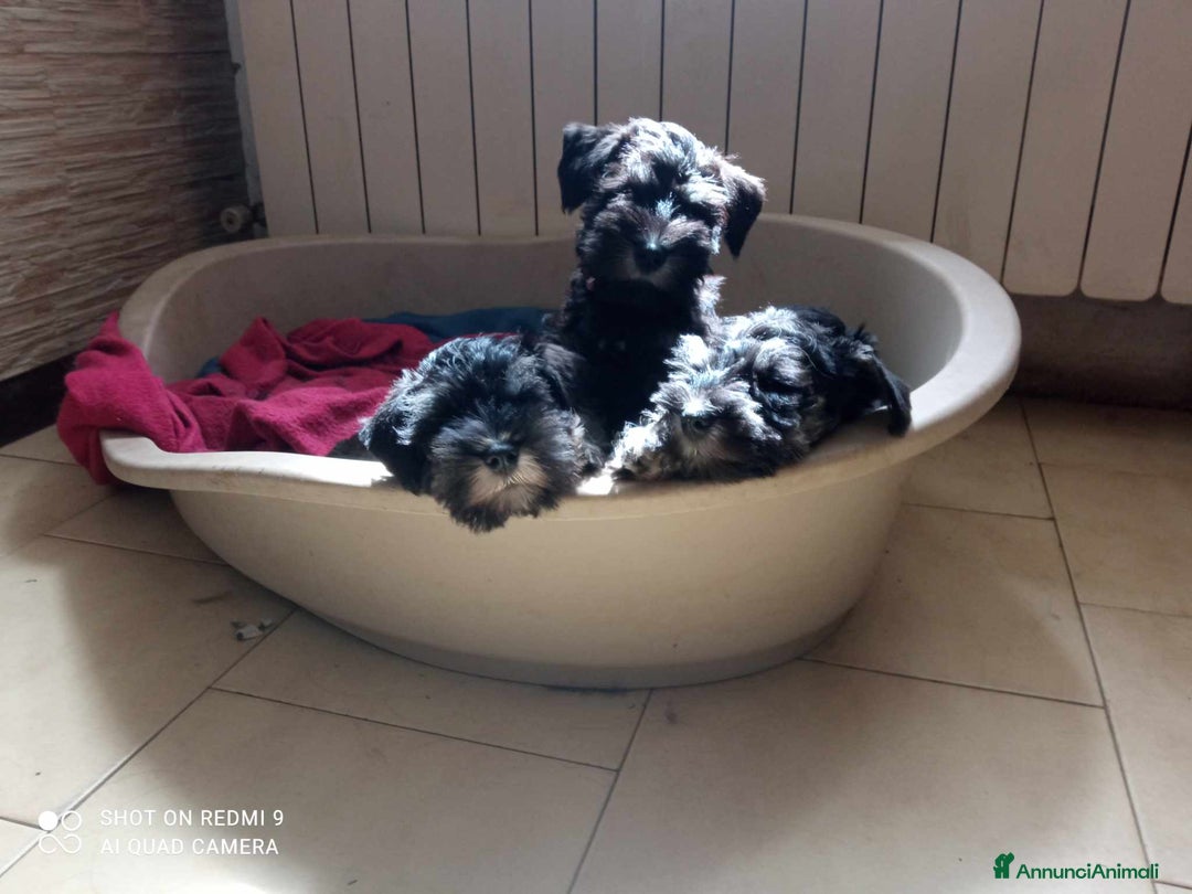 Mini Schnauzer cani in vendita: Cuccioli Schnauzer Nano Nero Argento a Province of Varese - Annuncio 7