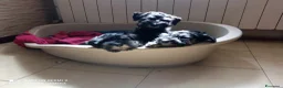 Mini Schnauzer cani in vendita: Cuccioli Schnauzer Nano Nero Argento - Annuncio 7